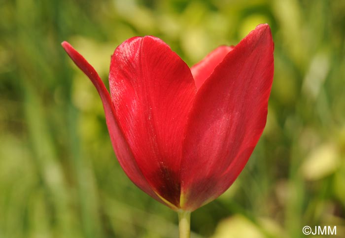 Tulipa planifolia = Tulipa sarracenica