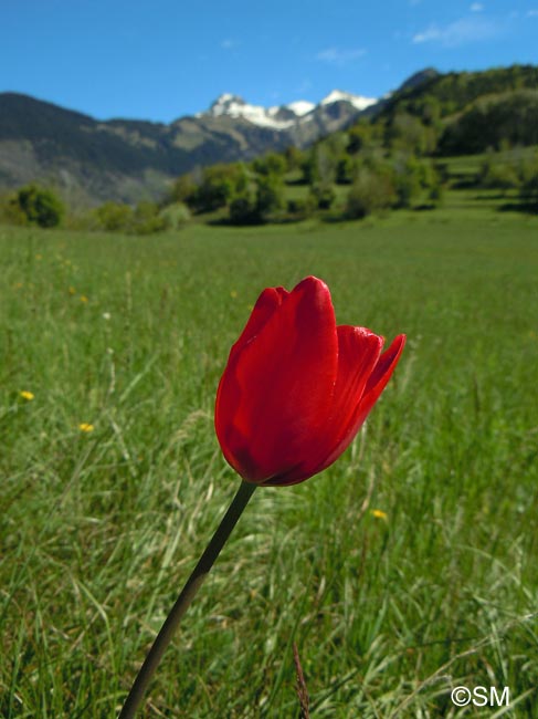Tulipa planifolia = Tulipa sarracenica