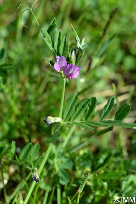 Vicia segetalis = Vicia sativa subsp. segetalis