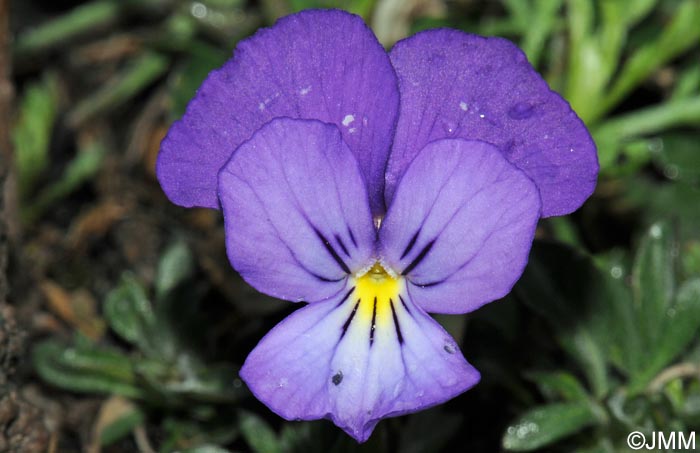 Viola aethnensis