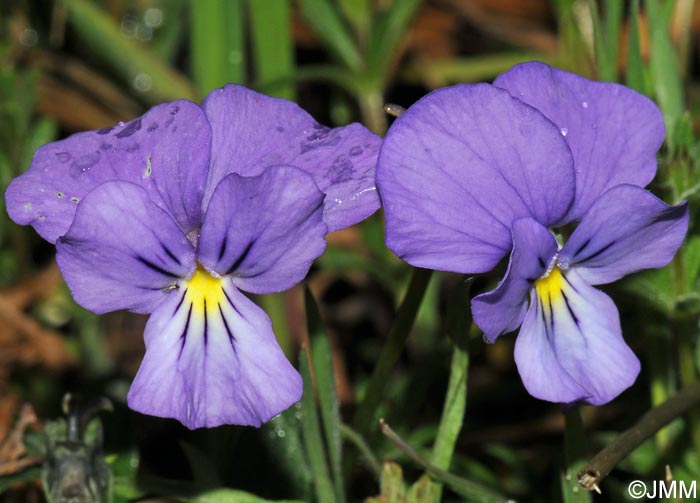 Viola aethnensis