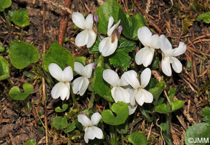Viola alba subsp. scotophylla