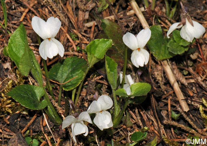 Viola alba subsp. scotophylla