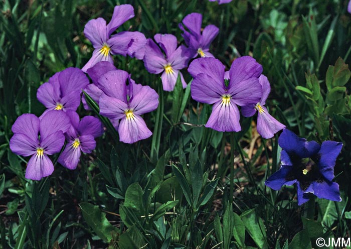 Viola calcarata & Gentiana acaulis