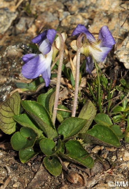 Viola canina subsp. ruppii = Viola canina subsp. montana