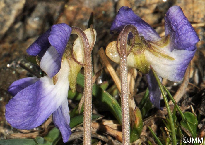 Viola canina subsp. ruppii = Viola canina subsp. montana