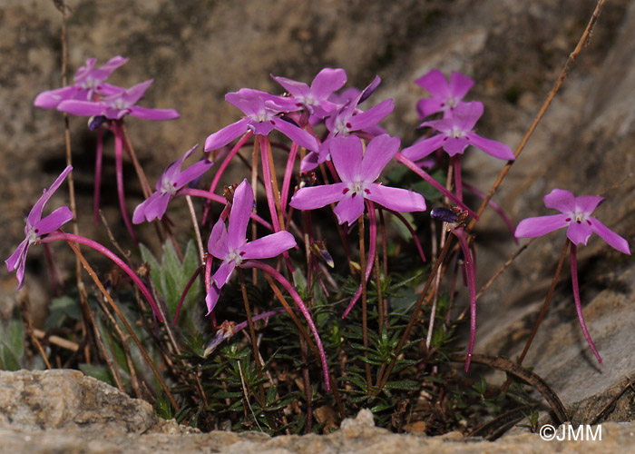 Viola cazorlensis