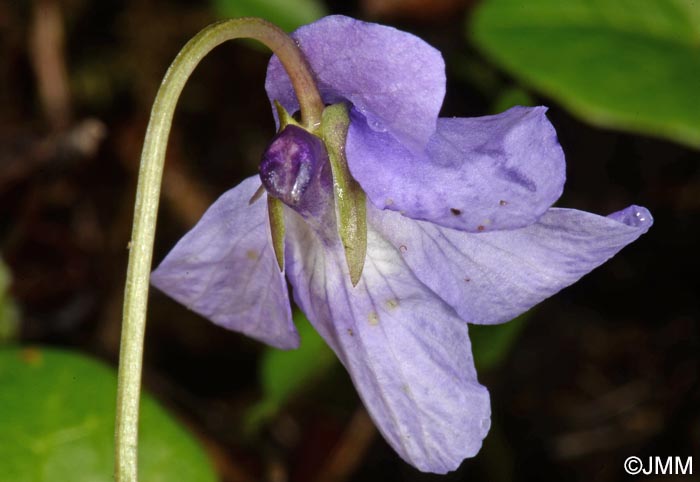 Viola reichenbachiana