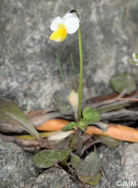 Viola roccabrunensis