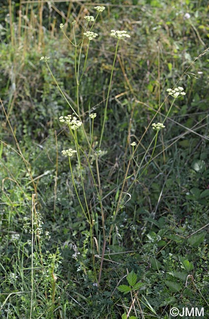 Xanthoselinum alsaticum subsp. alsaticum