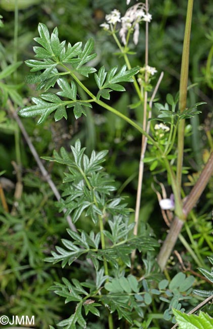 Xanthoselinum alsaticum subsp. alsaticum
