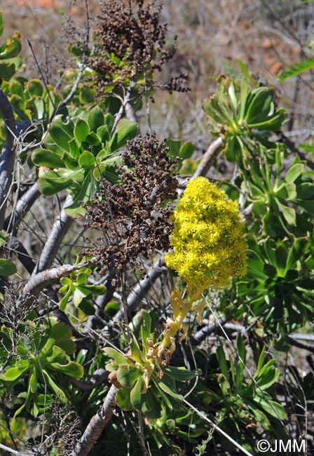 Aeonium arboreum subsp. holochrysum = Aeonium holochrysum