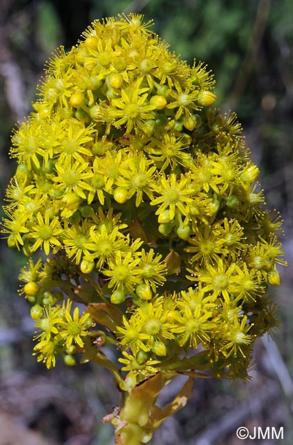 Aeonium arboreum subsp. holochrysum = Aeonium holochrysum