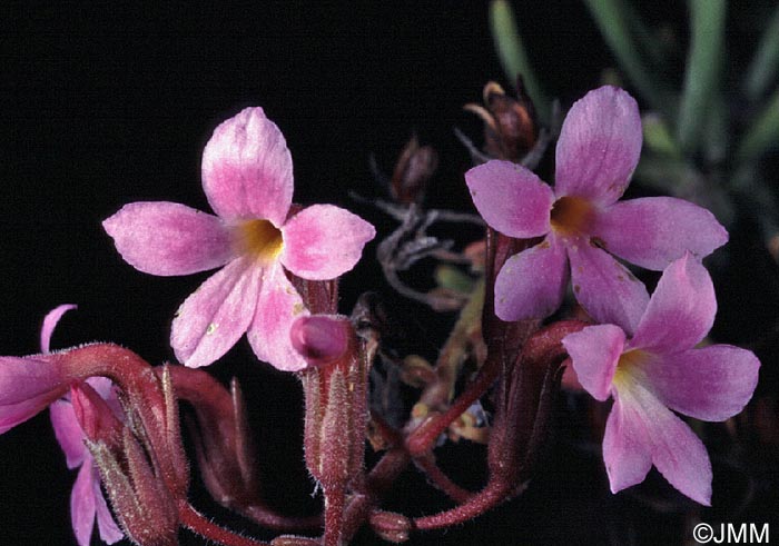 Campylanthus salsoloides