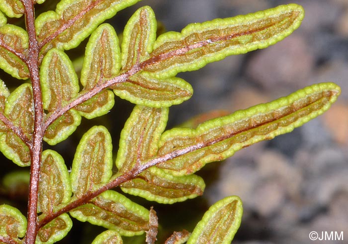 Cheilanthes pulchella : face infrieure des feuilles