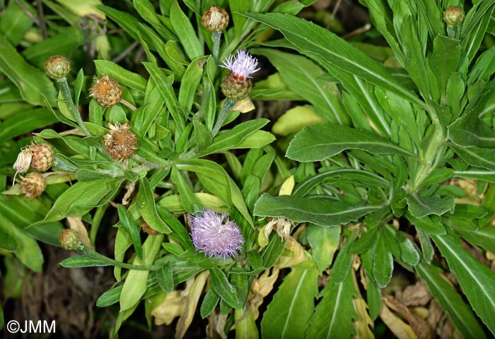 Cheirolophus burchardii