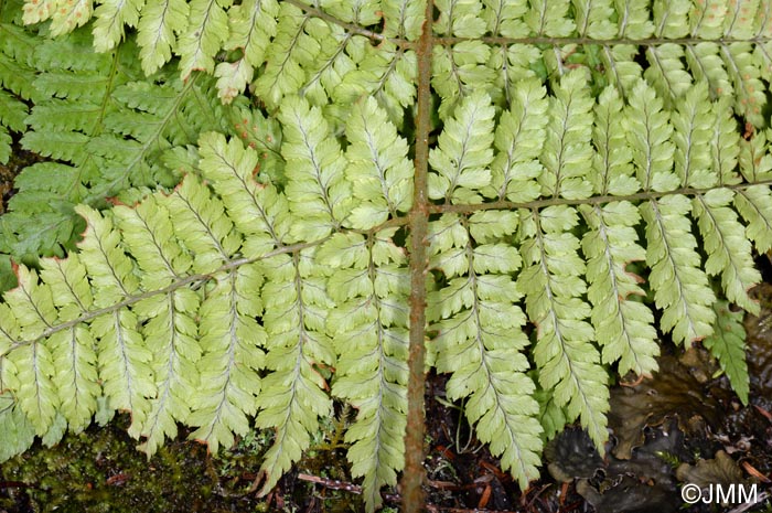 Dryopteris guanchica : Pennes basales asymtriques