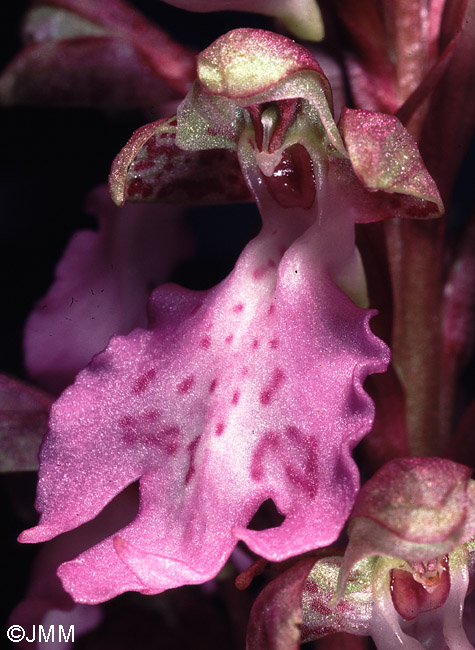 Himantoglossum metlesicsianum 