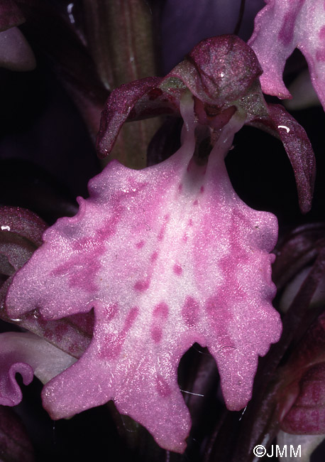 Himantoglossum metlesicsianum 