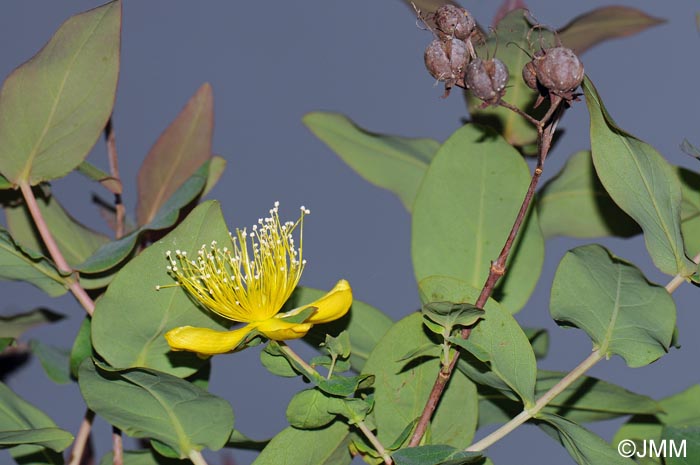 Hypericum grandifolium