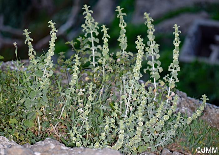 Marrubium vulgare
