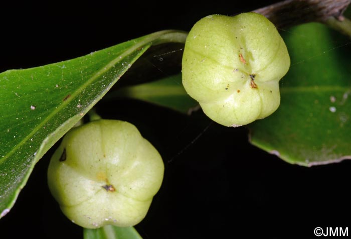 Maytenus canariensis