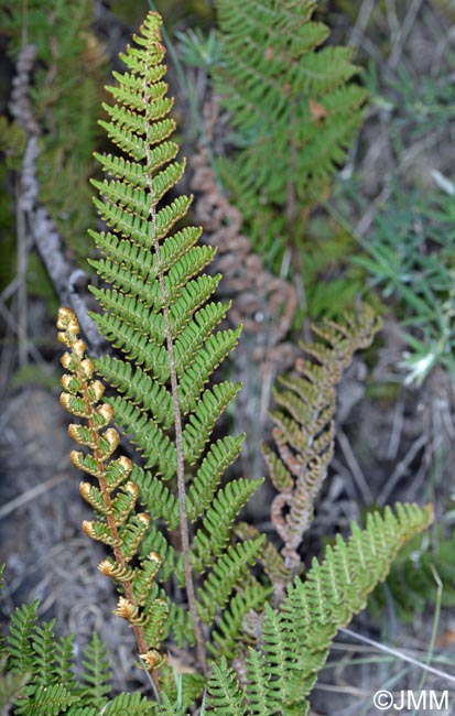 Notholaena marantae subsp. subcordata = Paragymnopteris marantae subsp. subcordata