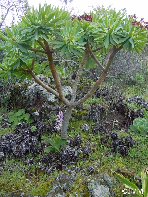 Euphorbia atropurpurea & Orchis canariensis