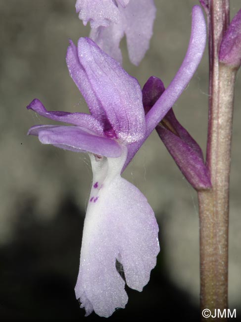 Orchis lapalmensis = Orchis mascula subsp. lapalmensis