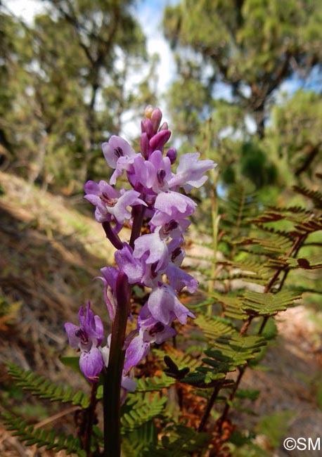 Orchis lapalmensis & Notholaena marantae subsp. subcordata
