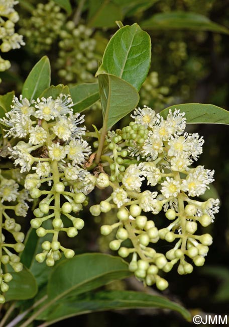Phytolacca dioica