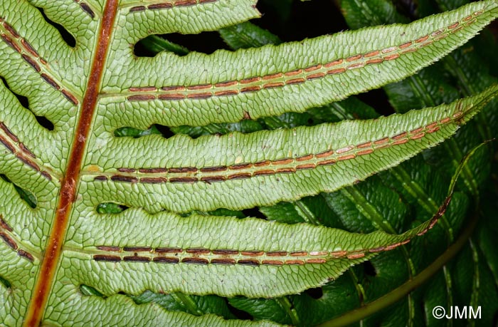 Woodwardia radicans : face infrieure des feuilles