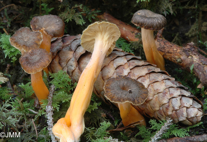Cantharellus lutescens 