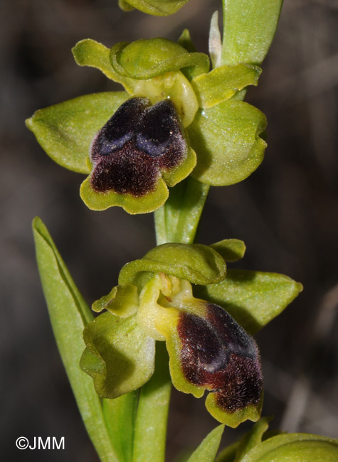 Ophrys cinereophila
