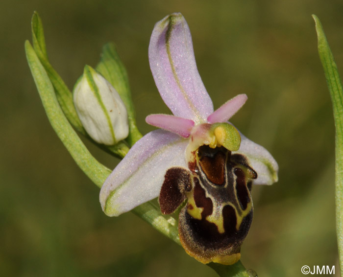Ophrys homeri 