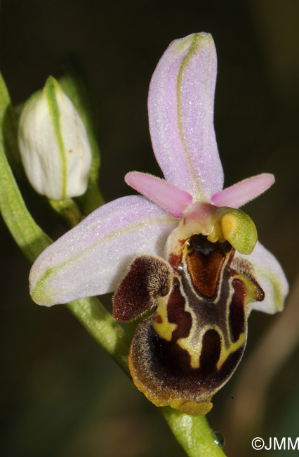 Ophrys homeri 