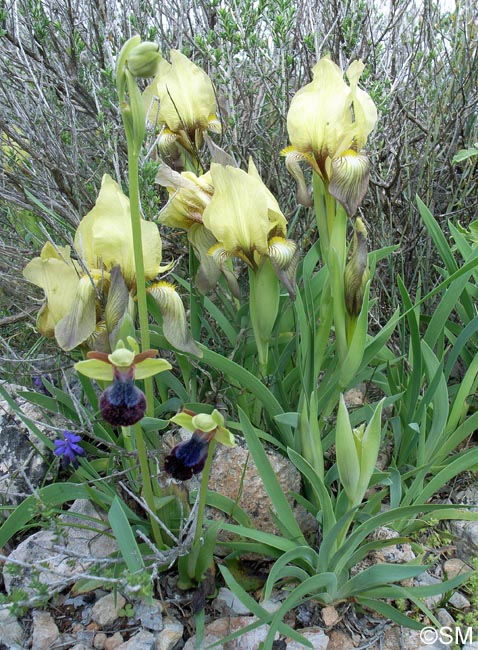 Iris suaveolens & Ophrys iricolor