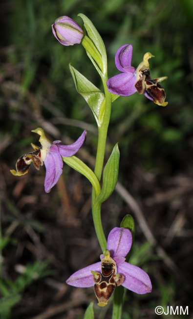 Ophrys orphanidea 