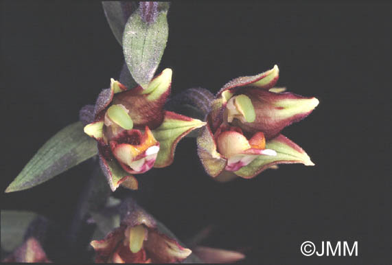 Epipactis veratrifolia