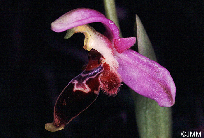 Ophrys lapethica 