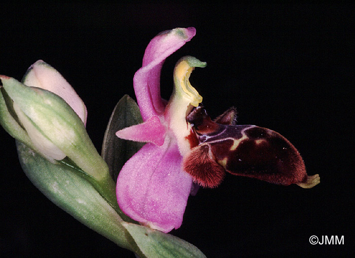 Ophrys lapethica 