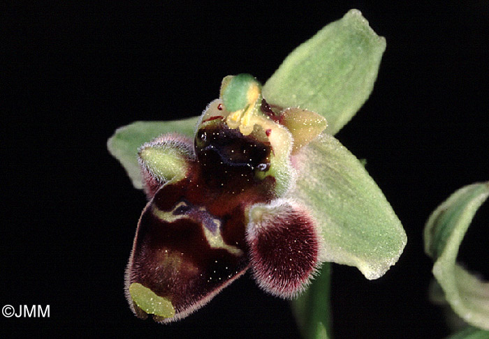 Ophrys levantina x umbilicata