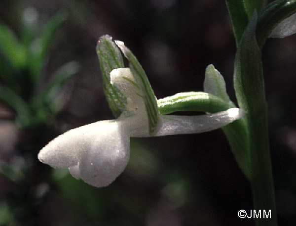 Orchis syriaca f. alba 