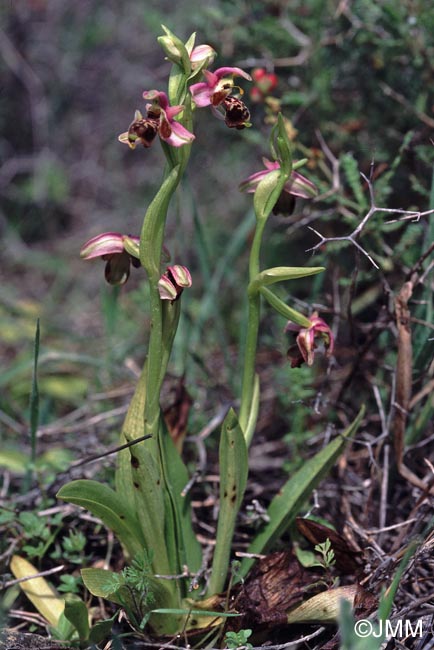 Ophrys orientalis