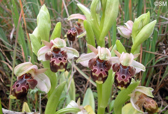 Ophrys orientalis