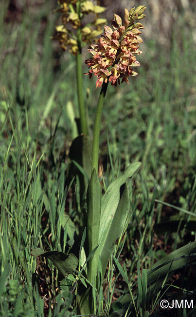 Orchis italica x Orchis punctulata