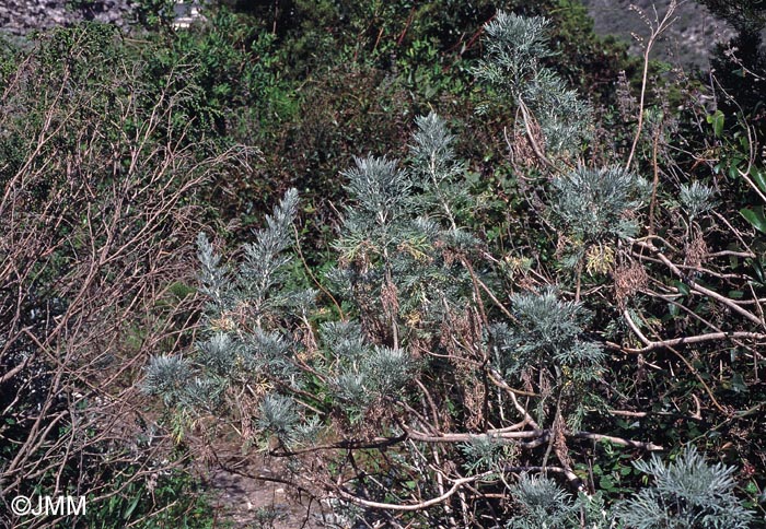 Artemisia arborescens et Thymelaea hirsuta