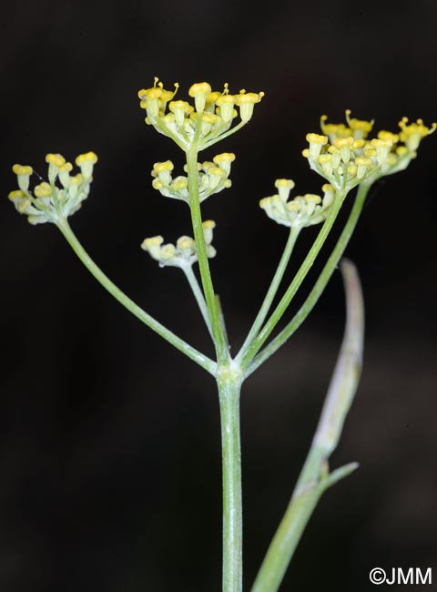 Foeniculum vulgare subsp. vulgare