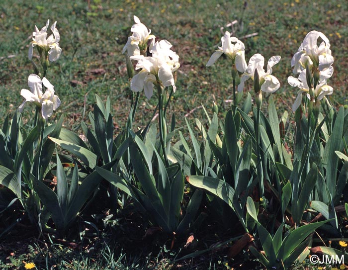 Iris albicans