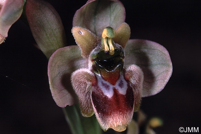 Ophrys x bergeri 